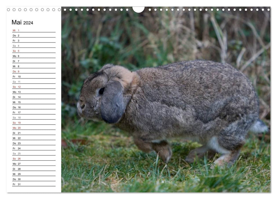 Lapins - colocataires câlins (Calendrier mural CALVENDO 2024) 