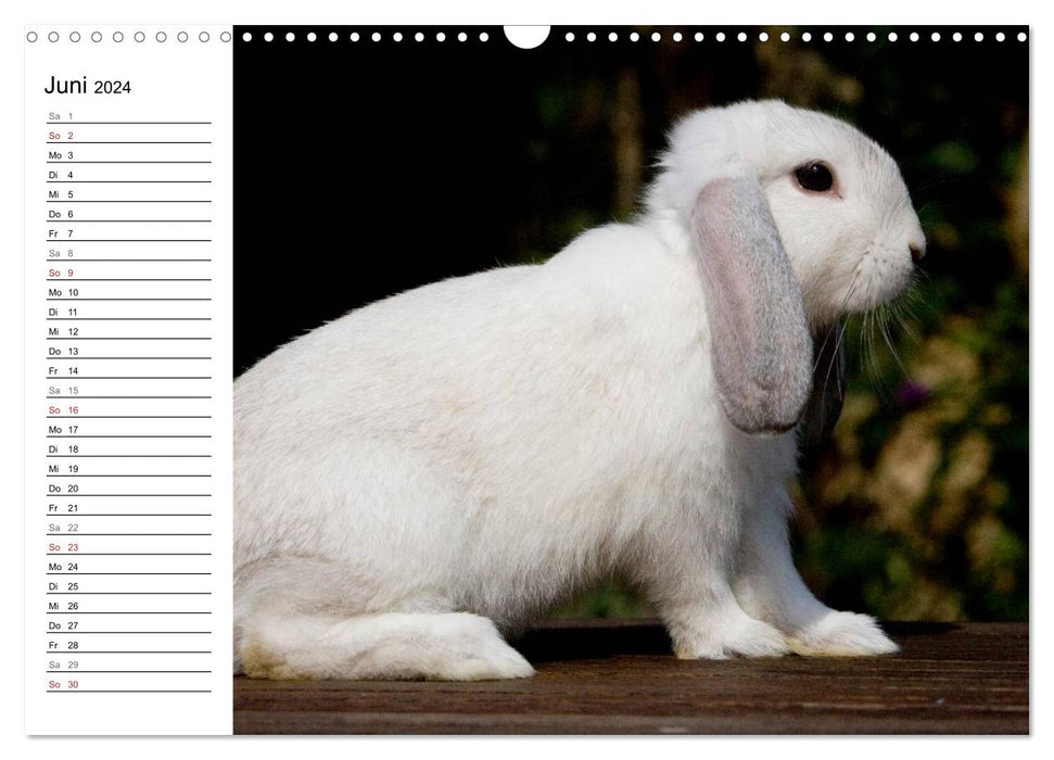 Rabbits - cuddly housemates (CALVENDO wall calendar 2024) 