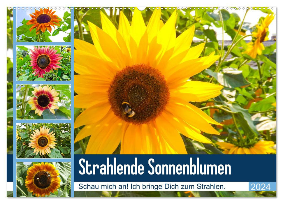 Strahlende Sonnenblumen (CALVENDO Wandkalender 2024)