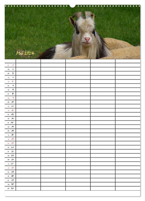 Agenda familial animaux de la ferme (calendrier mural CALVENDO 2024) 