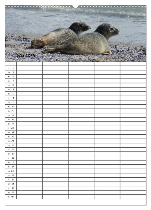 Robben Familienplaner (CALVENDO Wandkalender 2024)