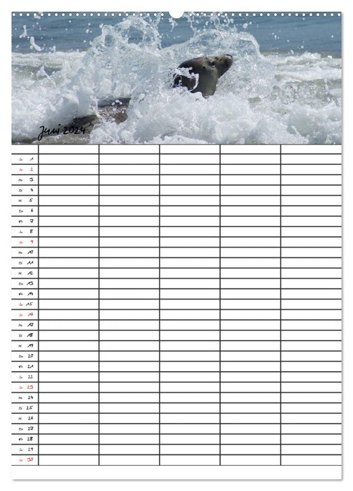 Robben Familienplaner (CALVENDO Wandkalender 2024)