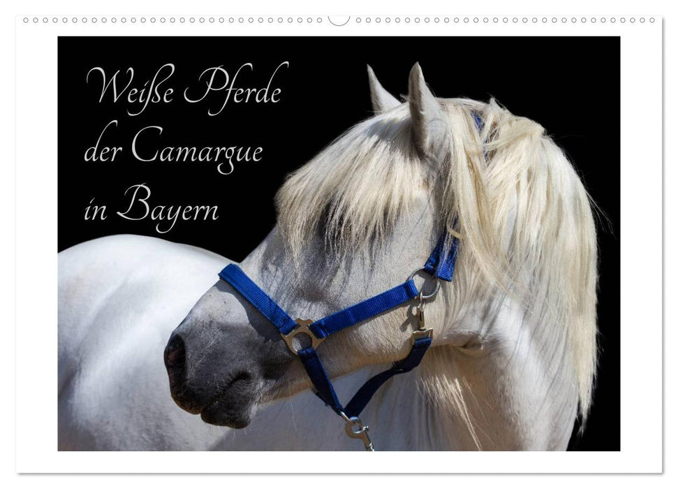 Weiße Pferde der Camargue in Bayern (CALVENDO Wandkalender 2024)