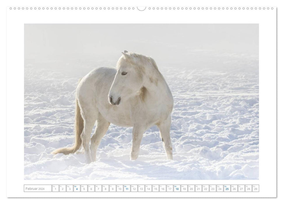 Weiße Pferde der Camargue in Bayern (CALVENDO Wandkalender 2024)