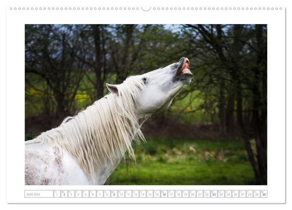 Weiße Pferde der Camargue in Bayern (CALVENDO Wandkalender 2024)