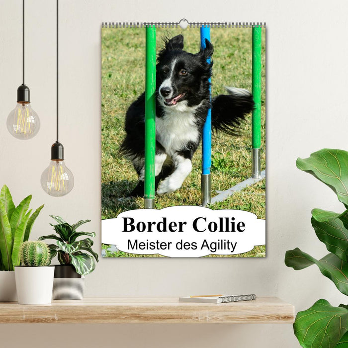 Border Collie Meister des Agility (CALVENDO Wandkalender 2024)