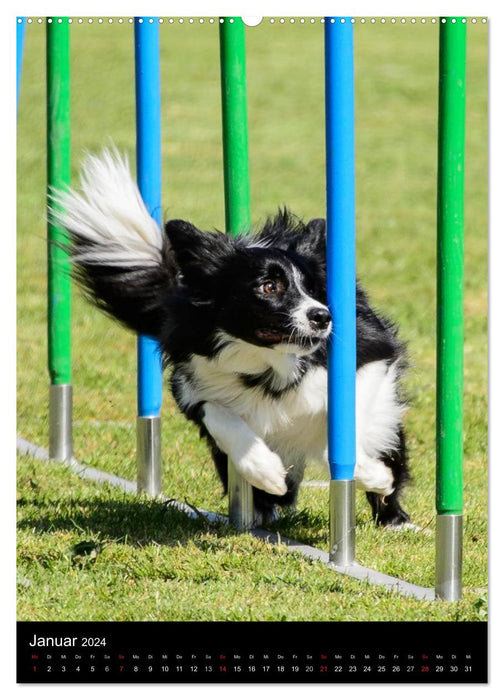 Border Collie Master of Agility (Calvendo mural CALVENDO 2024) 