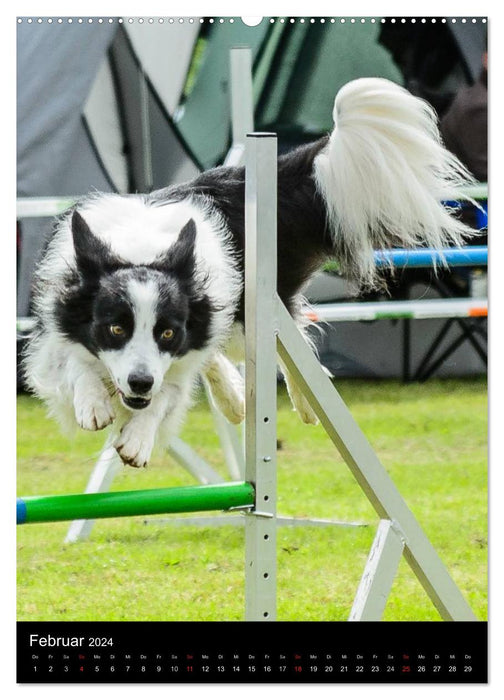 Border Collie Meister des Agility (CALVENDO Wandkalender 2024)