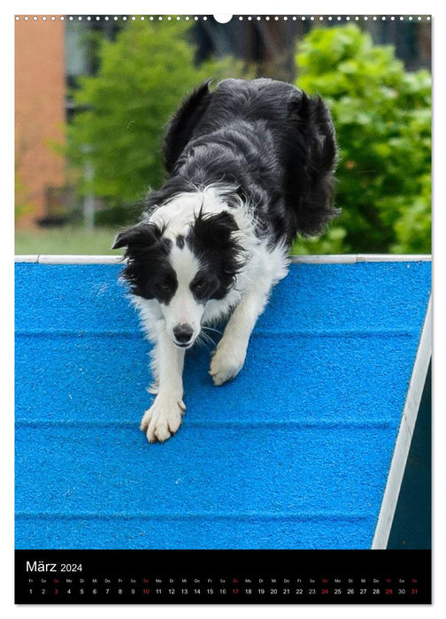 Border Collie Meister des Agility (CALVENDO Wandkalender 2024)