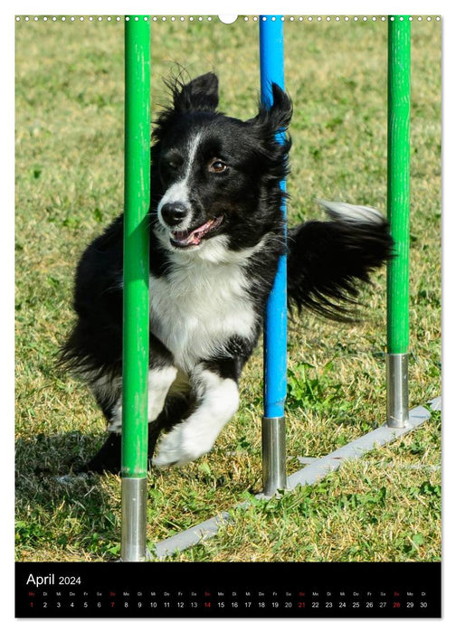 Border Collie Master of Agility (CALVENDO Wall Calendar 2024) 