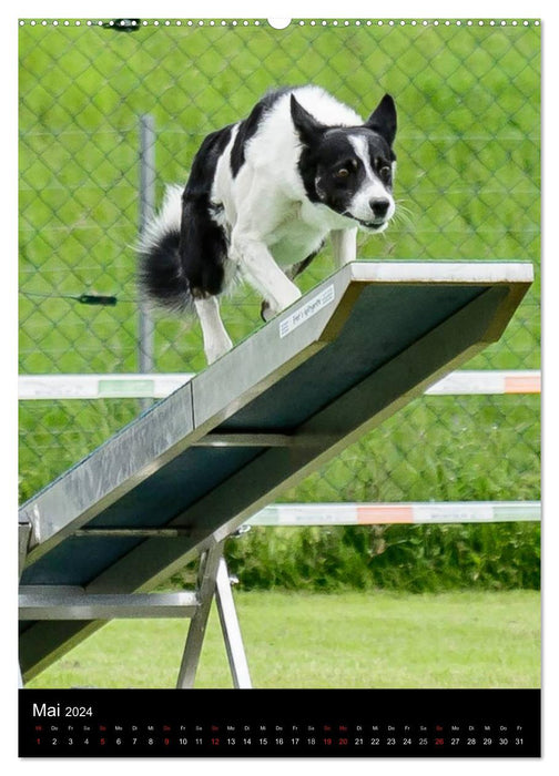 Border Collie Meister des Agility (CALVENDO Wandkalender 2024)