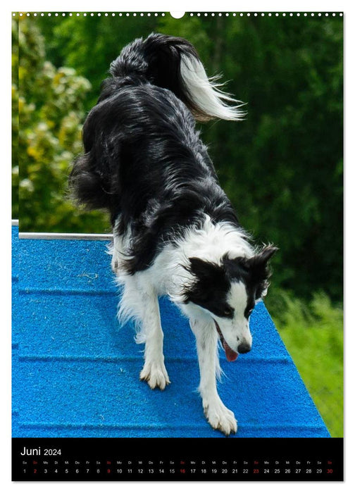 Border Collie Meister des Agility (CALVENDO Wandkalender 2024)