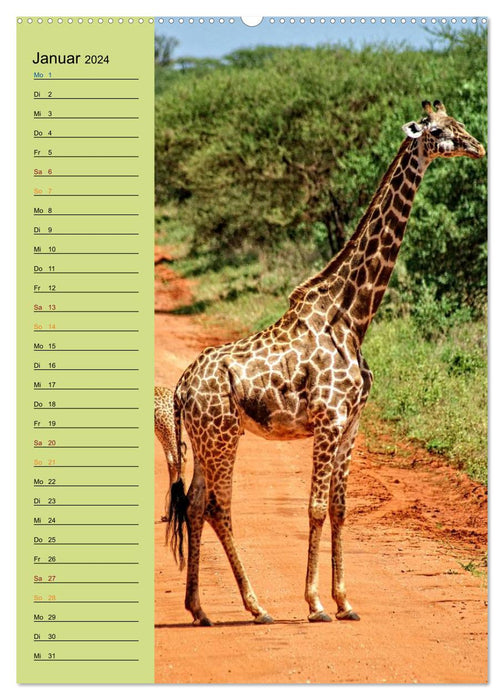 Girafes. Plein de fierté et de grâce (Calendrier mural CALVENDO Premium 2024) 