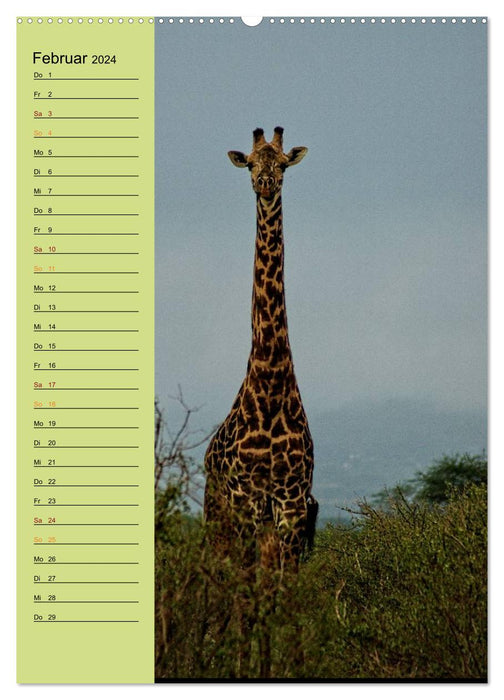 Girafes. Plein de fierté et de grâce (Calendrier mural CALVENDO Premium 2024) 