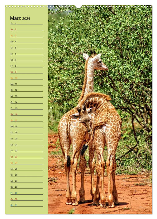 Giraffes. Full of pride and grace (CALVENDO Premium Wall Calendar 2024) 