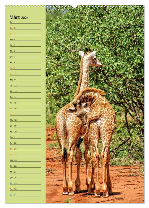 Giraffen. Voller Stolz und Grazie (CALVENDO Premium Wandkalender 2024)
