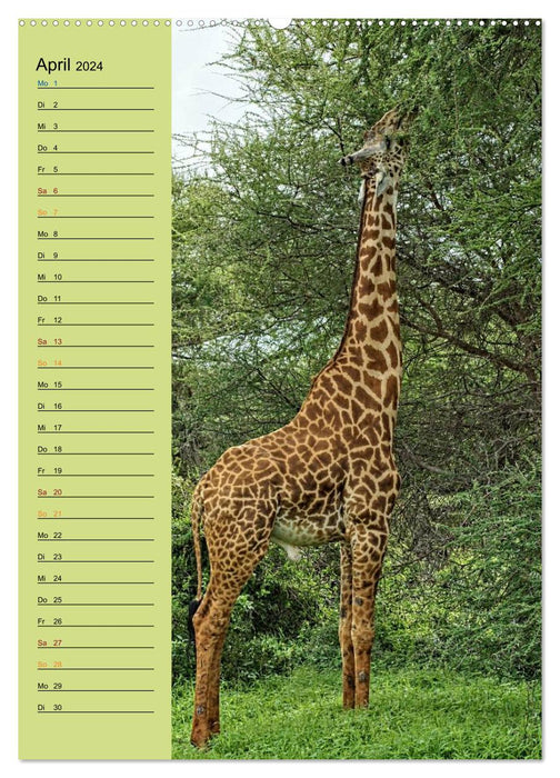 Giraffen. Voller Stolz und Grazie (CALVENDO Premium Wandkalender 2024)