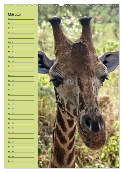 Giraffen. Voller Stolz und Grazie (CALVENDO Premium Wandkalender 2024)