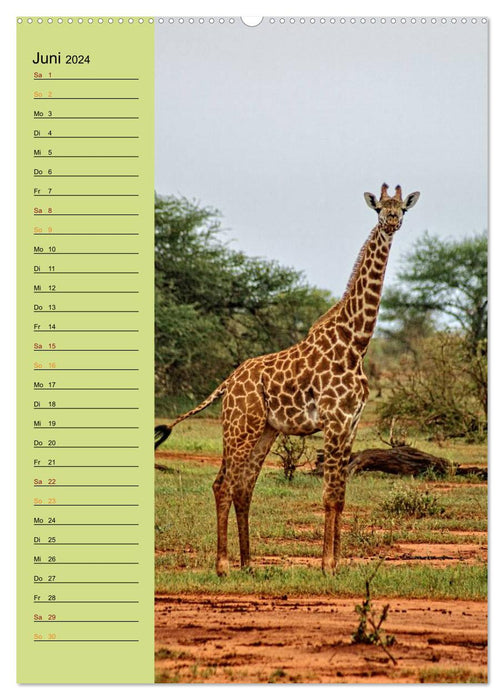 Giraffen. Voller Stolz und Grazie (CALVENDO Premium Wandkalender 2024)