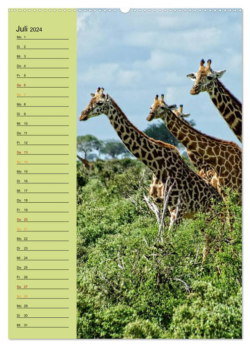 Giraffes. Full of pride and grace (CALVENDO Premium Wall Calendar 2024) 