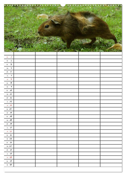 Guinea Pigs and Rabbits Family Planner (CALVENDO Wall Calendar 2024) 