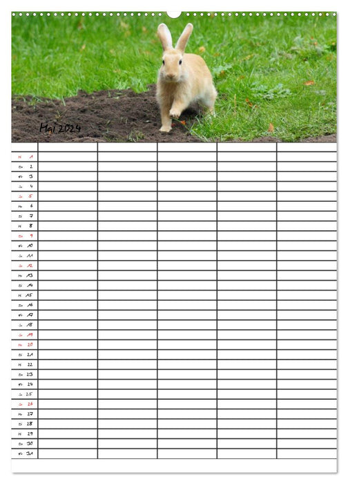 Guinea Pigs and Rabbits Family Planner (CALVENDO Wall Calendar 2024) 