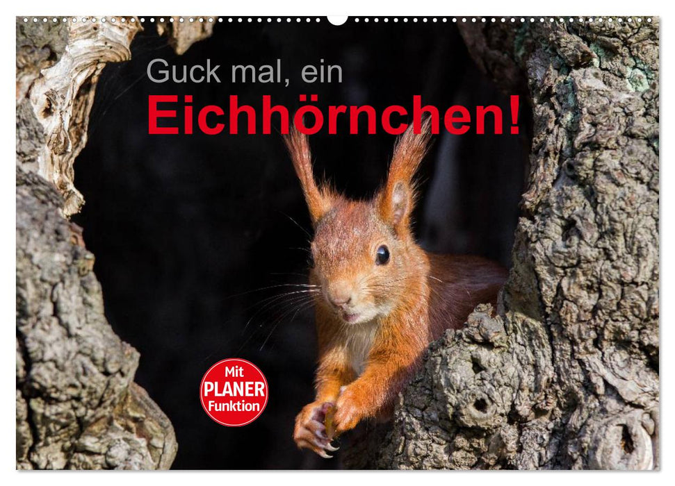 Guck mal, ein Eichhörnchen! (CALVENDO Wandkalender 2024)