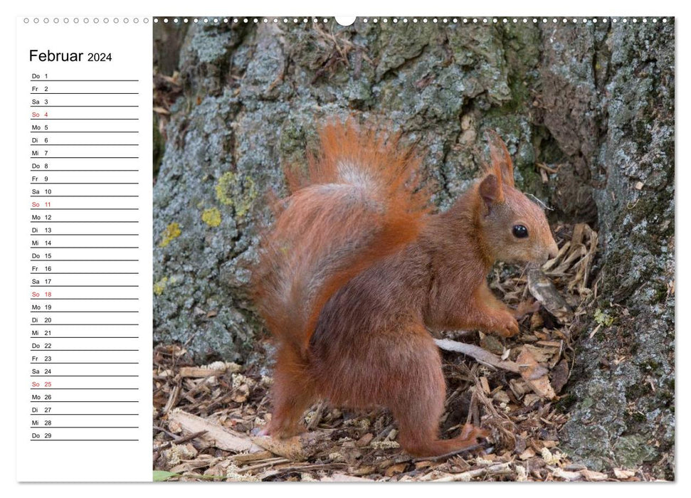 Look, a squirrel! (CALVENDO wall calendar 2024) 