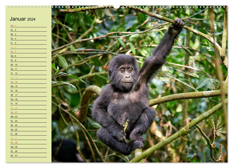 Ugandas wilde Menschenaffen (CALVENDO Wandkalender 2024)