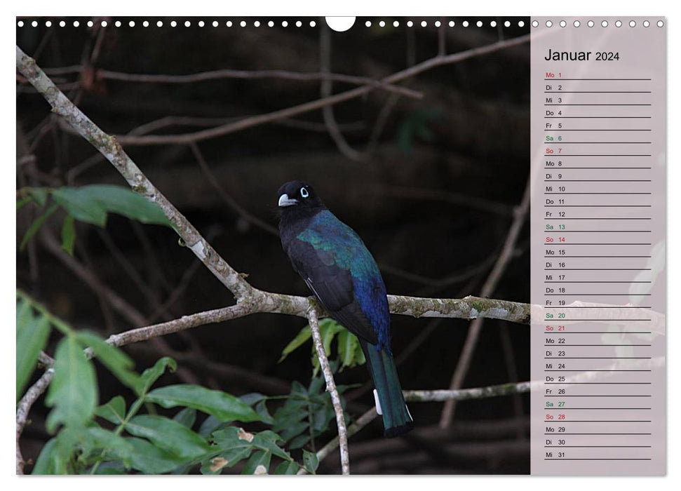 Vogelparadies Costa Rica (CALVENDO Wandkalender 2024)