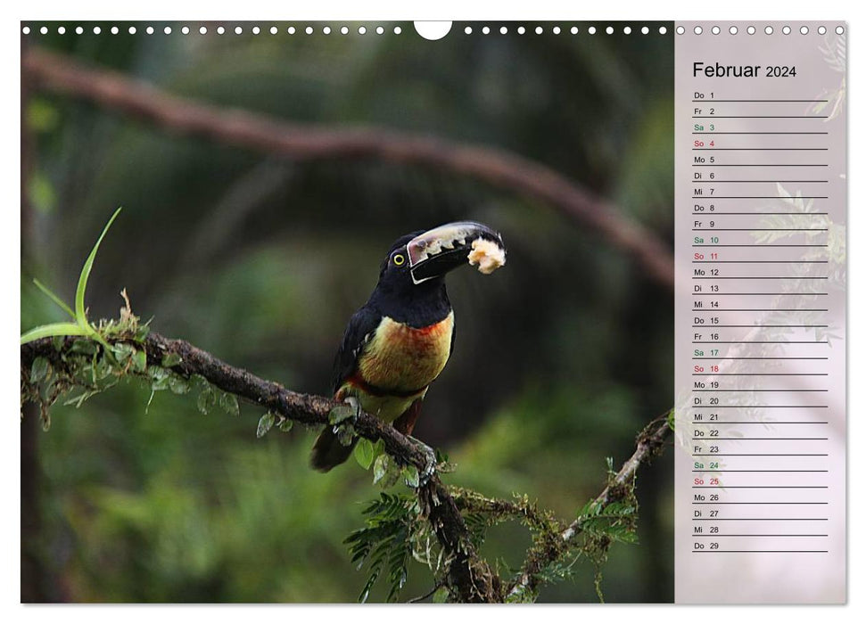 Vogelparadies Costa Rica (CALVENDO Wandkalender 2024)