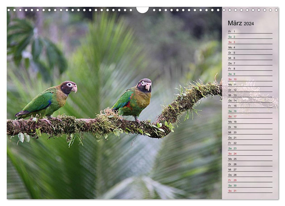 Vogelparadies Costa Rica (CALVENDO Wandkalender 2024)