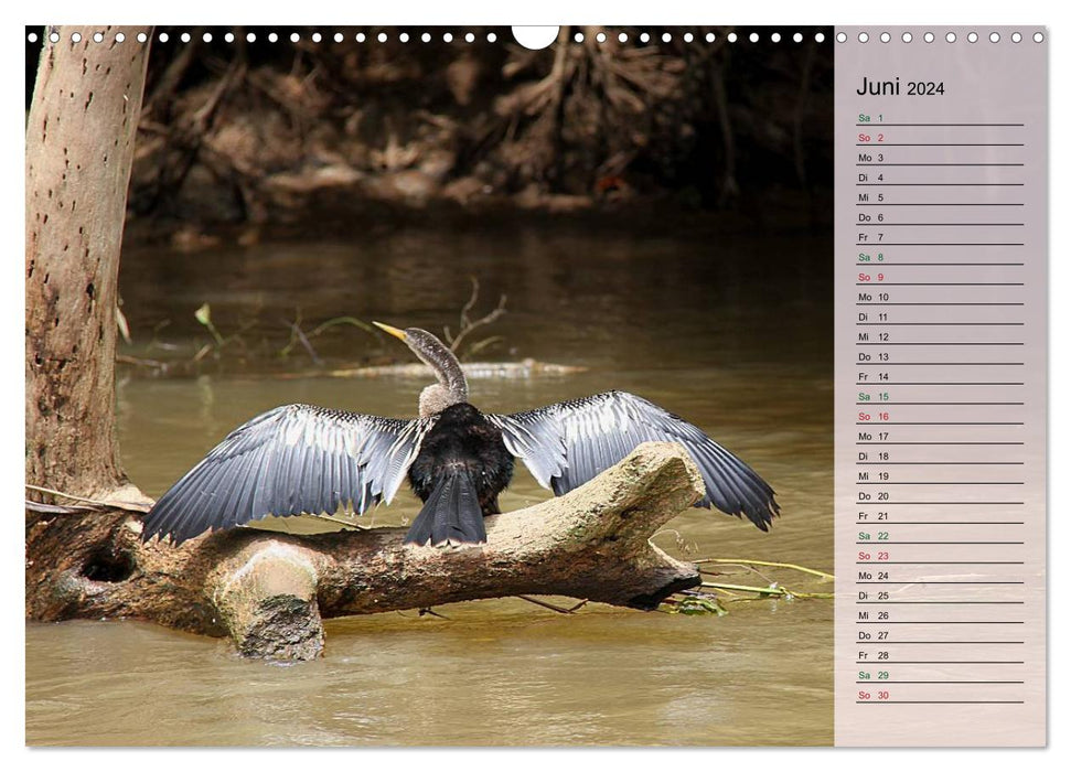 Vogelparadies Costa Rica (CALVENDO Wandkalender 2024)