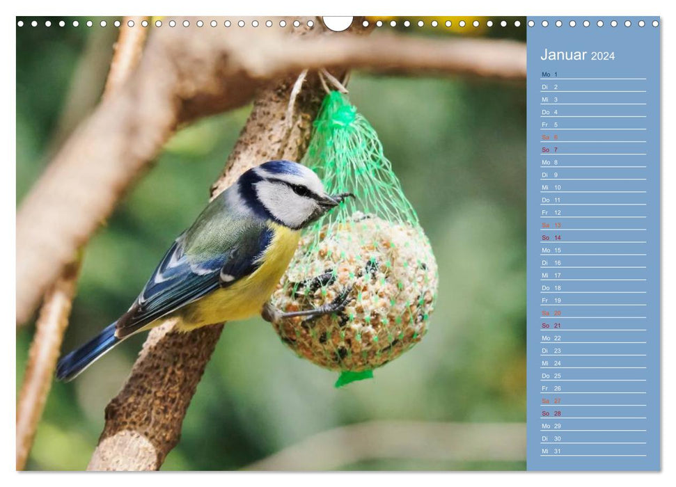 Feathered garden friends (CALVENDO wall calendar 2024) 