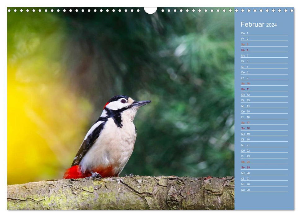 Feathered garden friends (CALVENDO wall calendar 2024) 