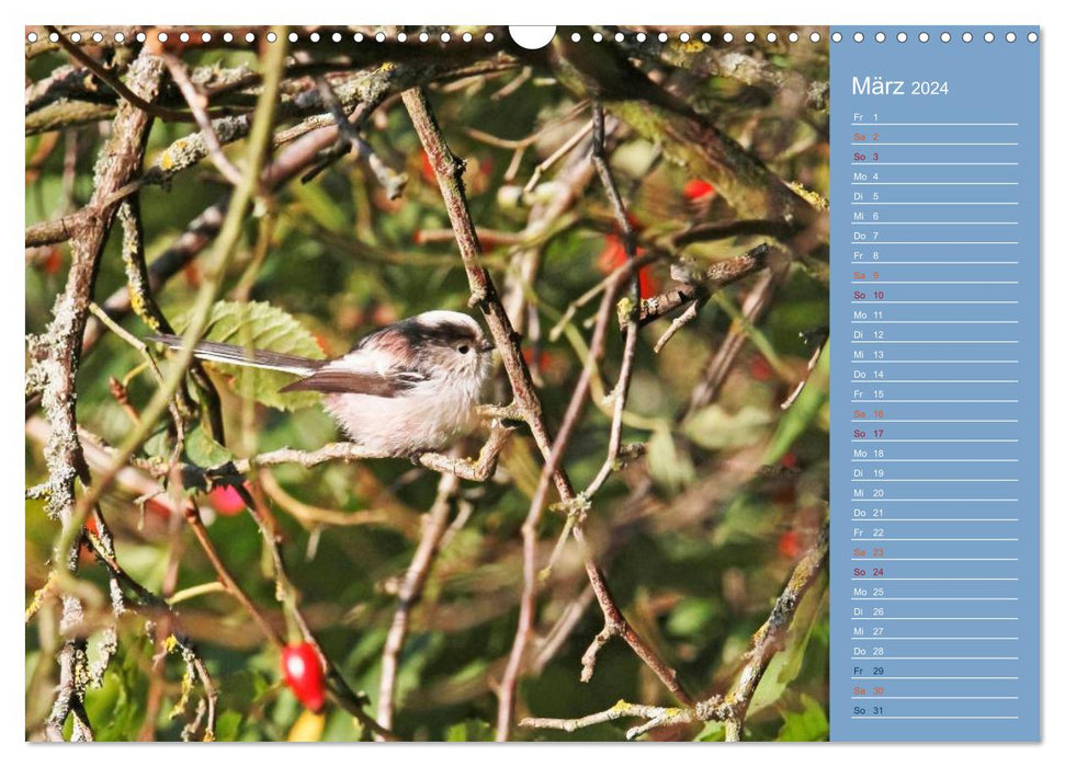 Feathered garden friends (CALVENDO wall calendar 2024) 