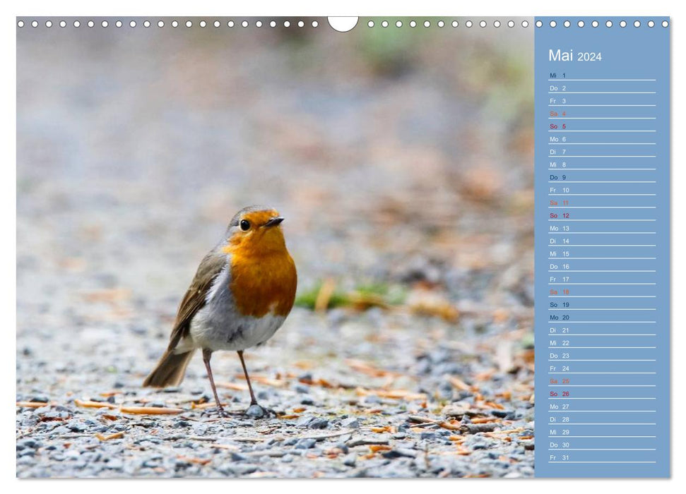 Feathered garden friends (CALVENDO wall calendar 2024) 