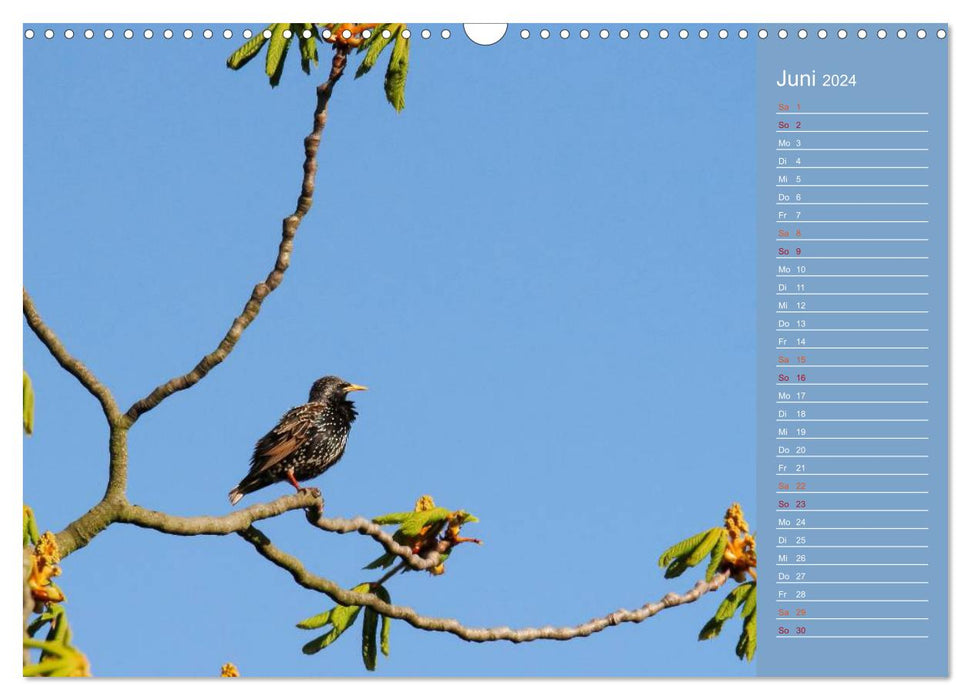 Feathered garden friends (CALVENDO wall calendar 2024) 