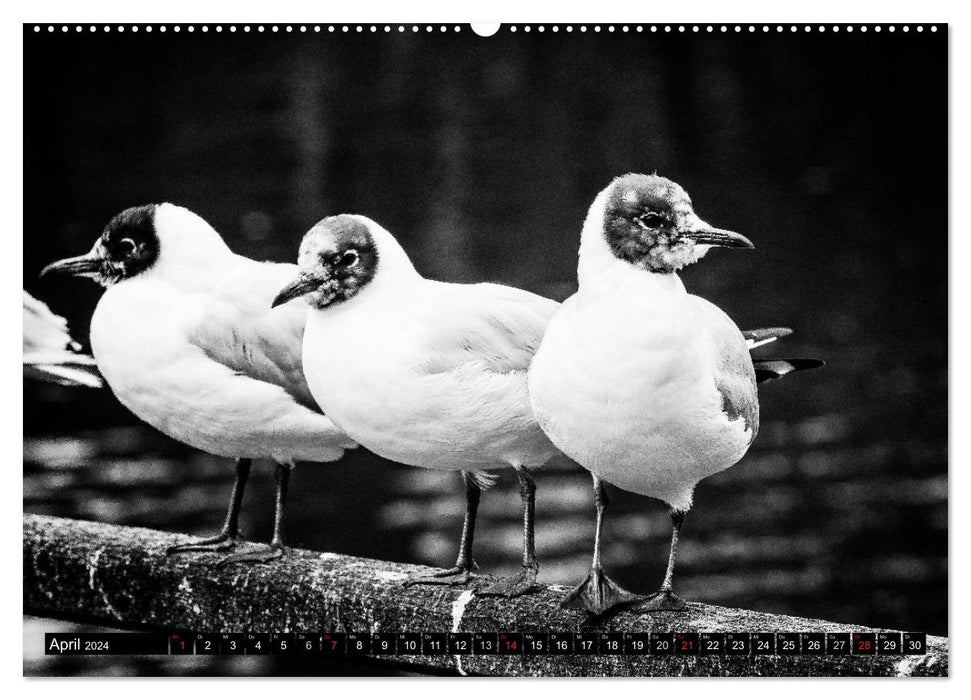 East Frisia Coast 2024 (CALVENDO wall calendar 2024) 