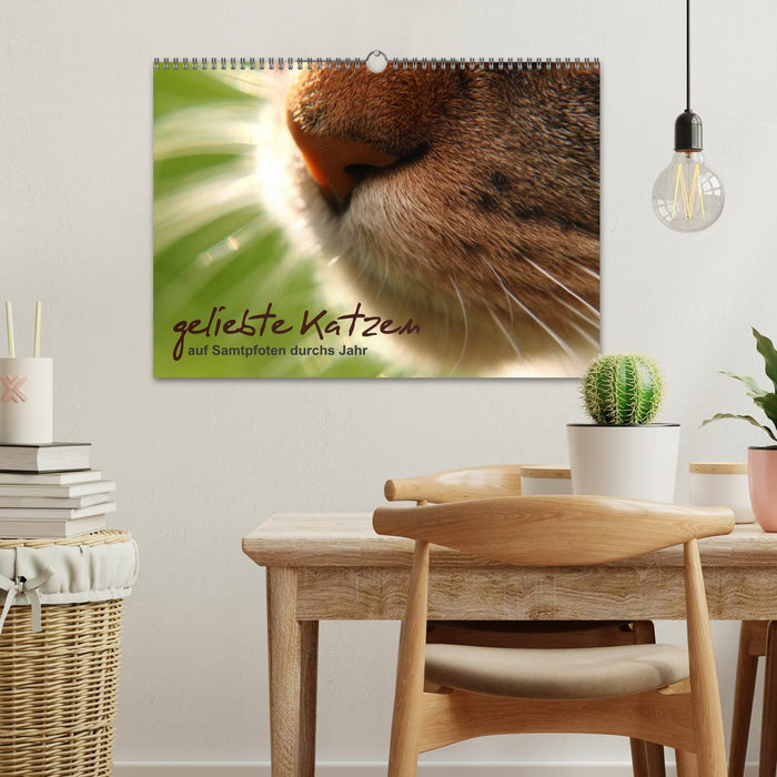 Beloved cats - on velvet paws throughout the year (CALVENDO wall calendar 2024) 