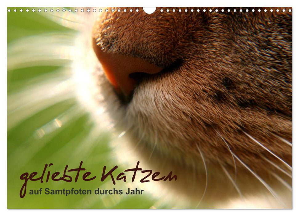 Beloved cats - on velvet paws throughout the year (CALVENDO wall calendar 2024) 