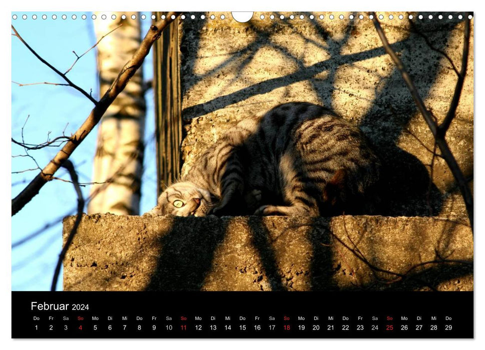 Beloved cats - on velvet paws throughout the year (CALVENDO wall calendar 2024) 