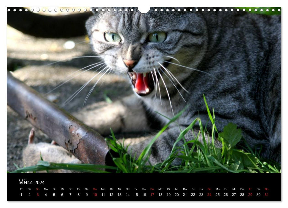 Beloved cats - on velvet paws throughout the year (CALVENDO wall calendar 2024) 