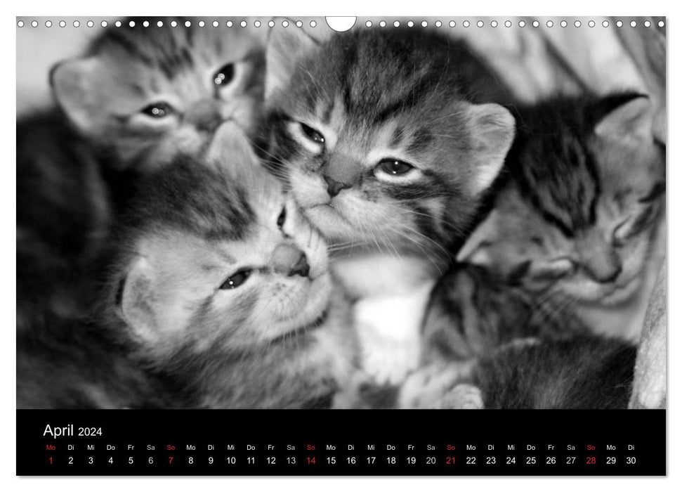 Beloved cats - on velvet paws throughout the year (CALVENDO wall calendar 2024) 