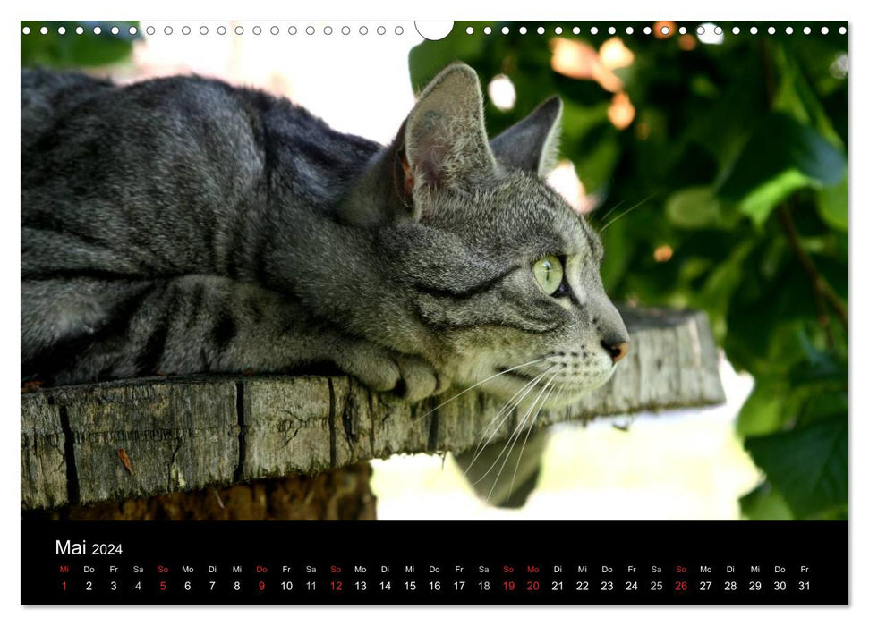 Beloved cats - on velvet paws throughout the year (CALVENDO wall calendar 2024) 