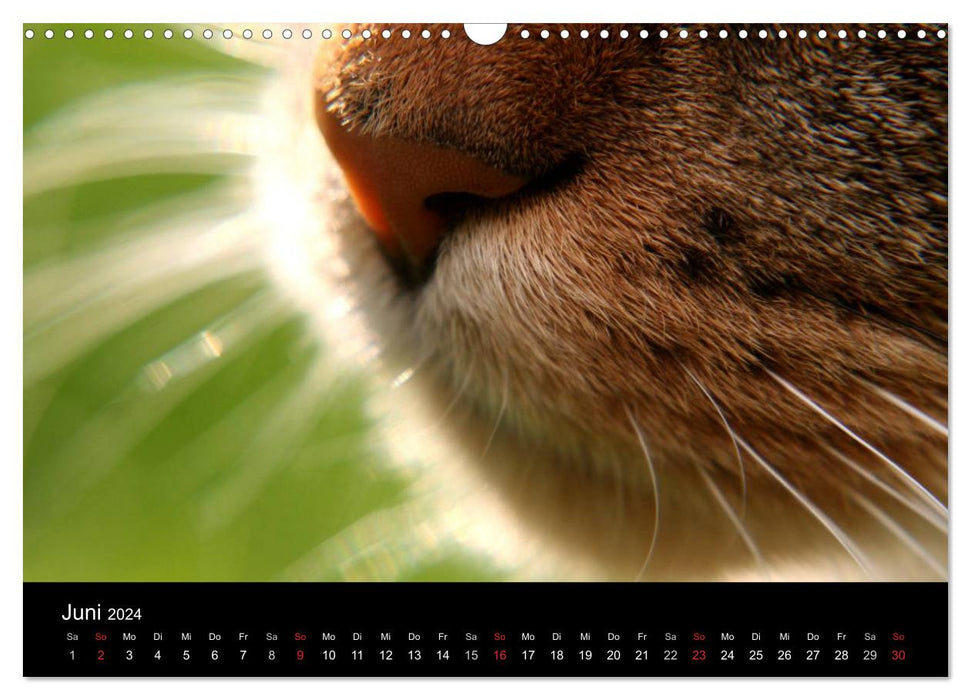 geliebte Katzen - auf Samtpfoten durchs Jahr (CALVENDO Wandkalender 2024)