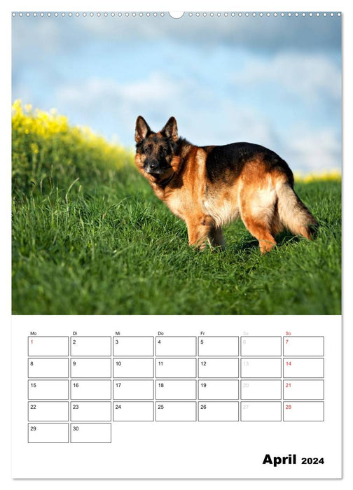 Deutsche Schäferhunde - Seelentröster auf vier Pfoten (CALVENDO Wandkalender 2024)