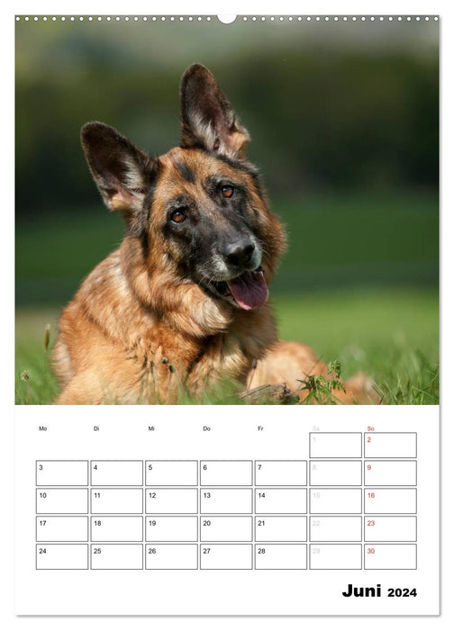 Deutsche Schäferhunde - Seelentröster auf vier Pfoten (CALVENDO Wandkalender 2024)