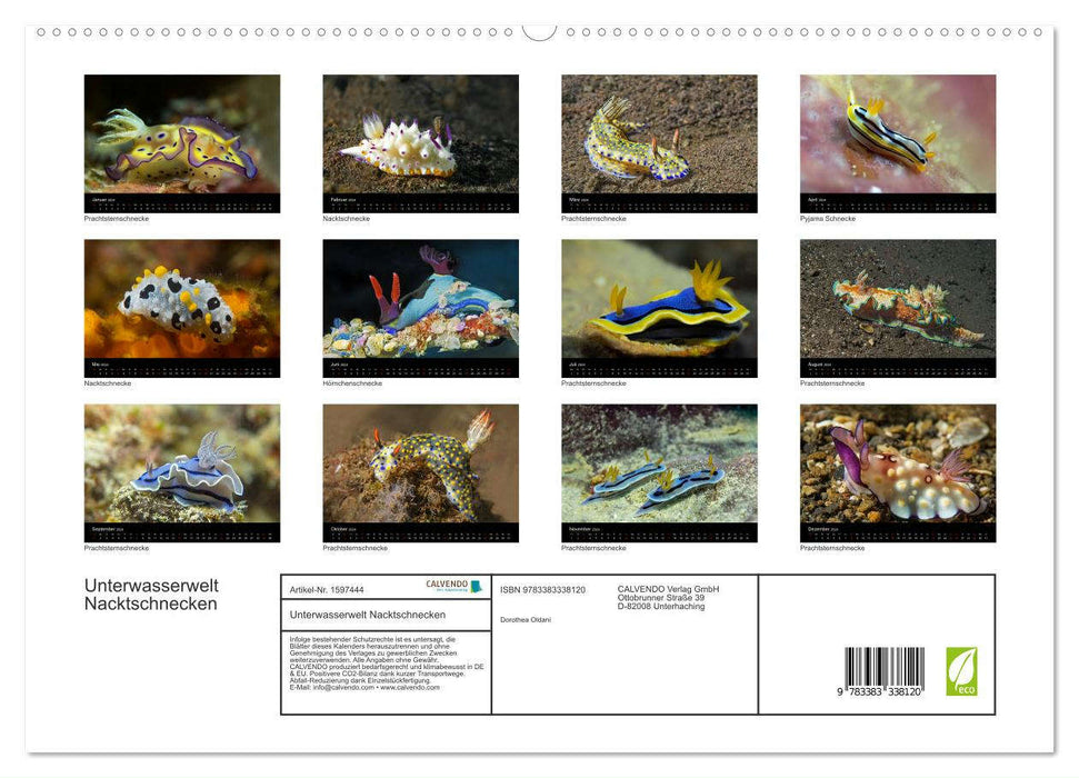 Unterwasserwelt Nacktschnecken (CALVENDO Premium Wandkalender 2024)