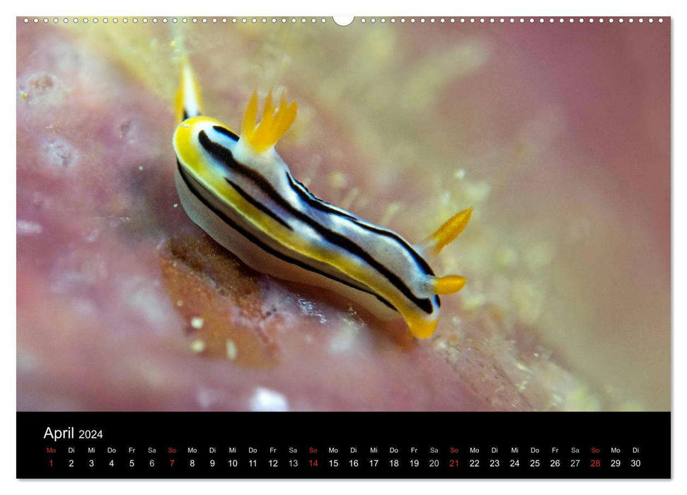 Unterwasserwelt Nacktschnecken (CALVENDO Premium Wandkalender 2024)